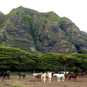 Hawaii Road Trips - Top places in Oahu!